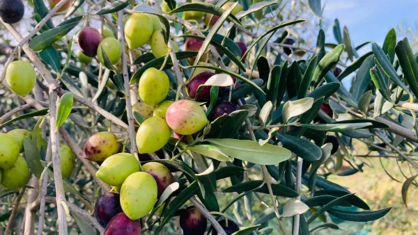 Domaine Camp de l’Oliu