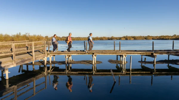 Observer les oiseaux emblématiques de la Camargue