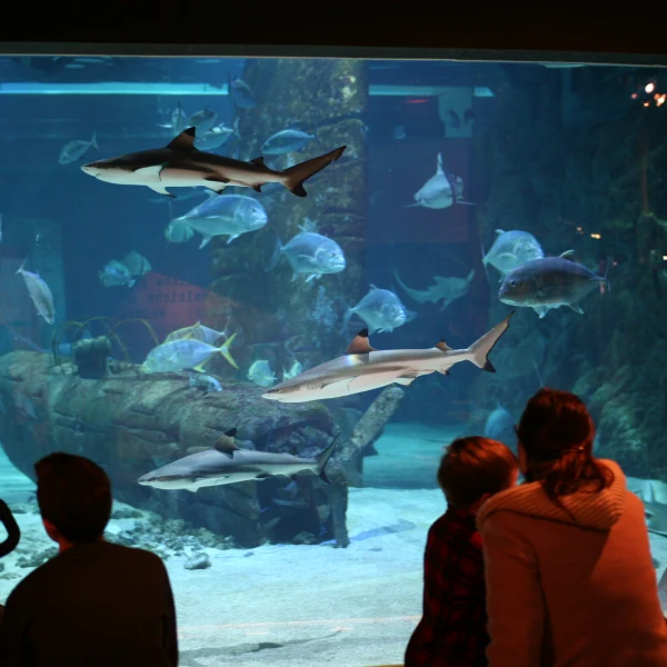 SEAQUARIUM INSTITUT