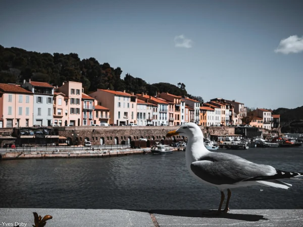 La mouette